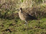 The Eurasian Curlew is the largest of all the waders in its range, at 50-57cm in height with a generous 1 meter wingspan. What makes this bird especially unique to Britain is that it’s one of the only places in Europe where it does not migrate, staying year round. In the winter they tend to gather in good-sized groups, though very wary of any disturbances. The only similar bird in its range is the Whimbrel, which is generally a smaller bird with a shorter, more downturned bill compared to the smooth downward curve of the curlew.This bird is mainly greyish brown, white on the back, and a very long curved bill.